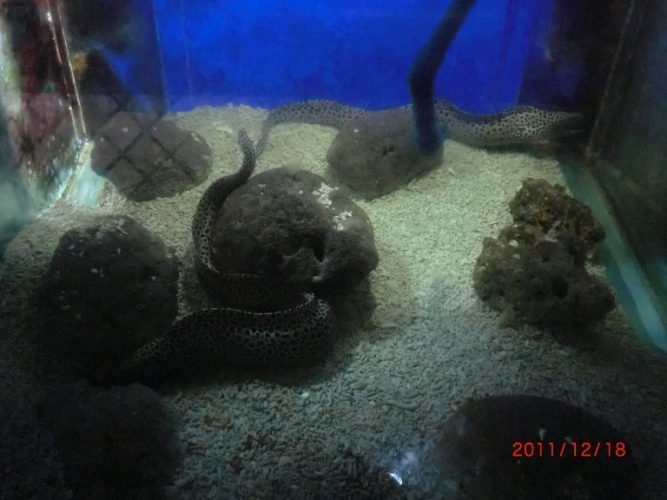 博鳌西沙海洋馆 .jpg