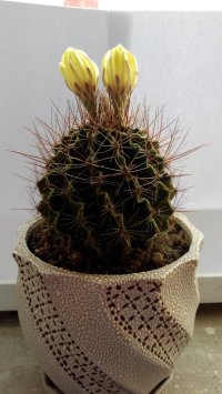 太阳越好开的越美