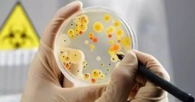 微观世界丨重要机会致病菌：鲍曼不动杆菌