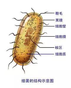 讲讲近来波及面广泛的支原体感染。新冠后的免疫债还完了吗？ ...