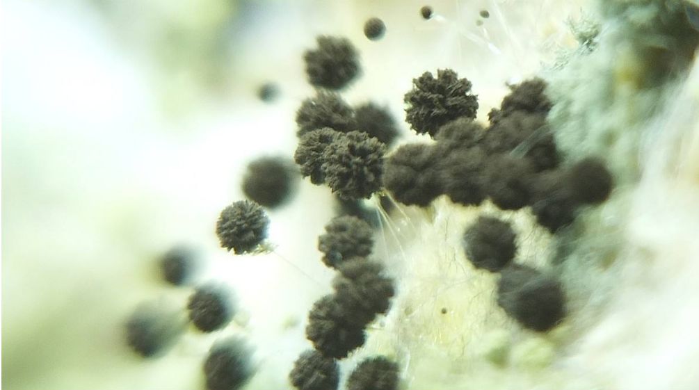 倪晓平：风雨过后如何防霉制霉10问10答（下）